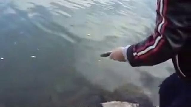 щуренок на спиннинг на курахово смотреть онлайн