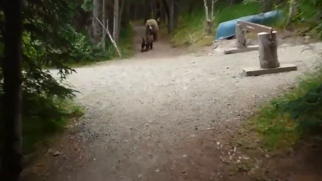 This is how much I hate the card game canasta canasta смотреть онлайн