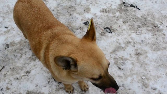 Жужа. Бездомные животные. Делай добро (продолжение) смотреть онлайн