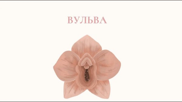 Вульва - что это такое и как она устроена?