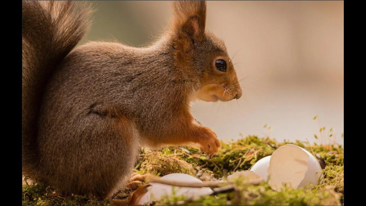 Лесная белка грызет КУРИНУЮ КОСТЬ. смотреть онлайн