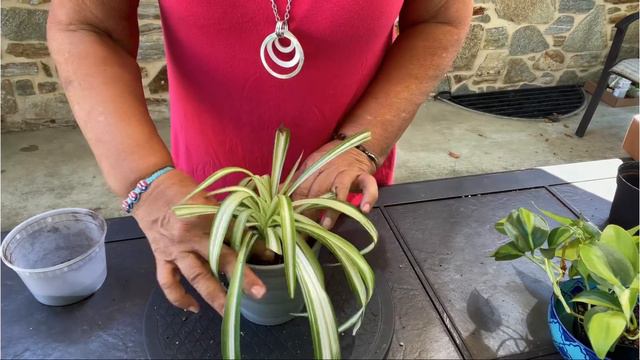 Trasplantes de Marantha Praying Plant, Spider Plant y Philodendron Brazil смотреть онлайн
