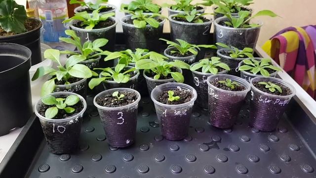 Петуния / Посев /Пикировка / Перевалка /Подкормка /Агротехника выращивания петунии смотреть онлайн