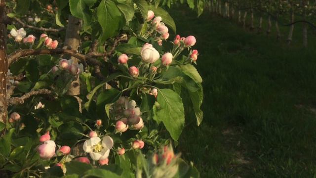 Apple Blossom Glory by The Organic Humans HD 1080p смотреть онлайн