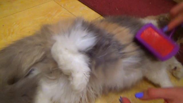 216. Детские отжимания,подтягивания,стойка на руках. Вычесываем кошку смотреть онлайн