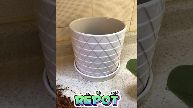 Repotted In A Big Pot | Using Shredded Coconut Husk | Phalaenova 😍 смотреть онлайн
