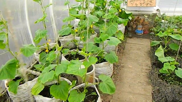 Выращивание огурцов в теплице , мешках смотреть онлайн