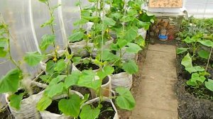 Выращивание огурцов в теплице , мешках