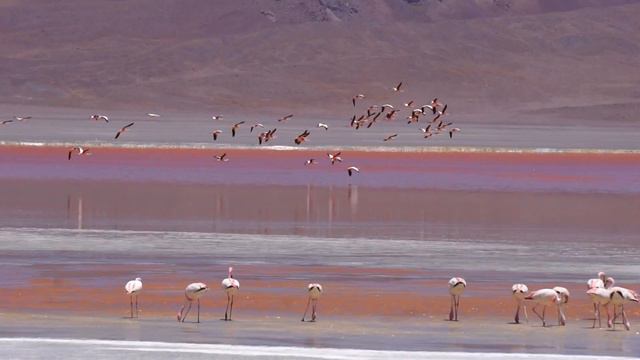 Flamingos, Laguna Colorado Bolivia смотреть онлайн