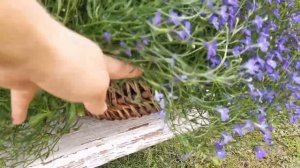 Лобелия на моем участке. Цветение, подкормки, полив...