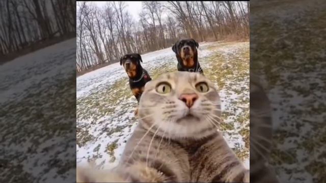 кот фоткается смотреть онлайн