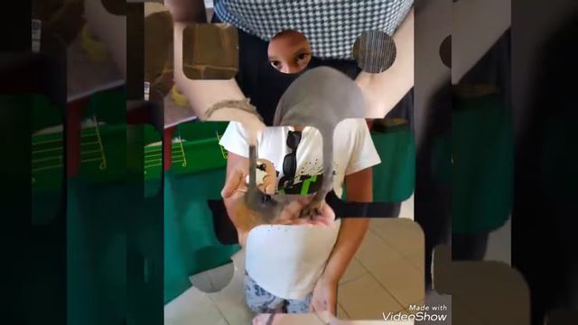 Трогательный зоопарк г. Кириловка смотреть онлайн