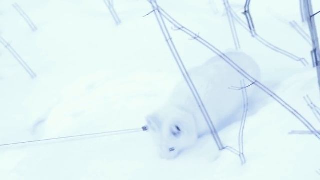 Домашний песец Сима / Arctic fox ? смотреть онлайн