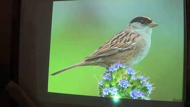 The New Bird Drawing System смотреть онлайн