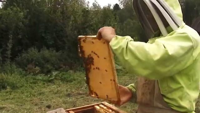 Пчеловод Чистяков С.А. смотреть онлайн