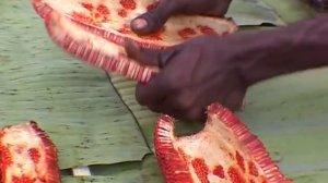 Жизнь аборигенов в джунглях! Их обетование и существование!