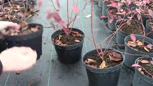 Саженцы голубики. 100% приживаемость. смотреть онлайн