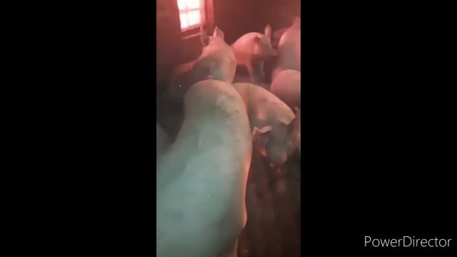 Интенсивный откорм свиней в Германии и на Алтае. Породы свиней. смотреть онлайн