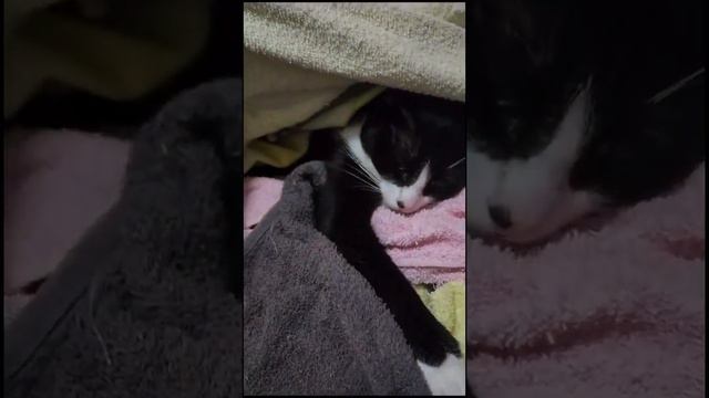 Soneca da Pulga - A gata sapeca #gatos #catlover #gato смотреть онлайн