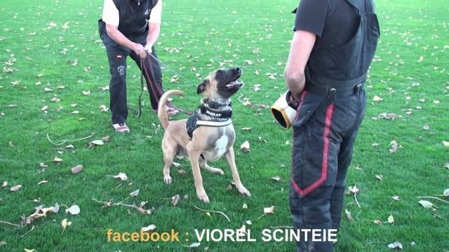 How to become a protection dog trainer. смотреть онлайн