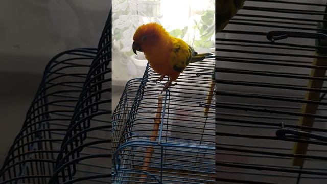 Попугай Аратинга смотреть онлайн