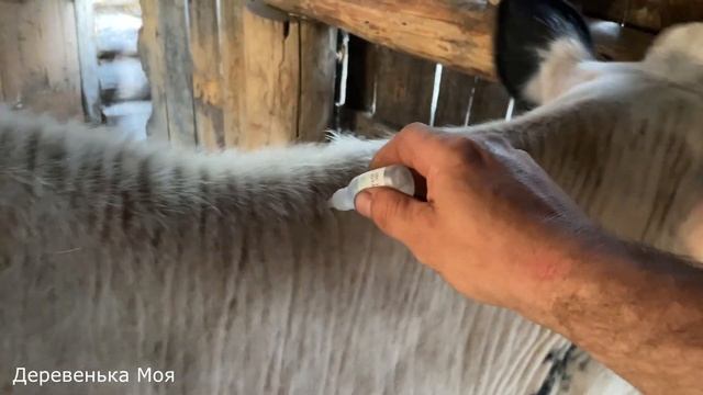 Обрабатываю корову от кровососущих насекомых смотреть онлайн