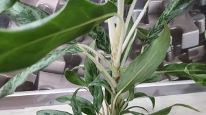 аглаонема крылья ангела