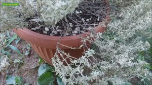 Thymus "Silver Queen"