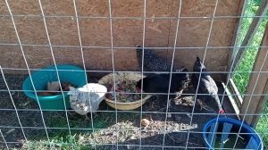 КУРЫ НЕСУШКИ СКОЛЬКО НЕСУТ ЯИЦ В ДЕНЬ