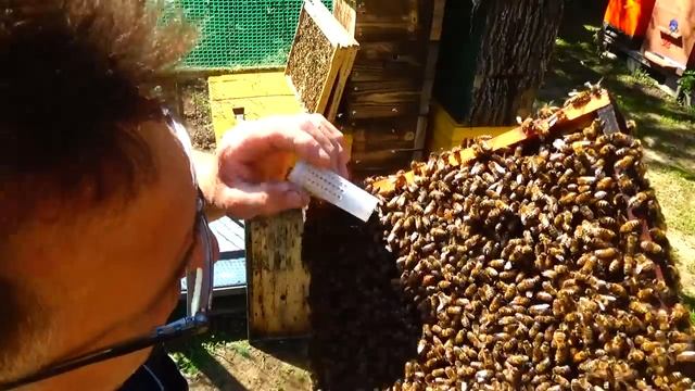 Снова ловушки Заселяю Японский улей Смотрите и делайте смотреть онлайн