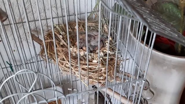 Амадины пополнение в семье. Размножение амадинов и их содержание. Чем кормить и как сделать гнездо смотреть онлайн