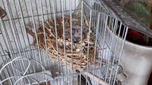 Амадины пополнение в семье. Размножение амадинов и их содержание. Чем кормить и как сделать гнездо