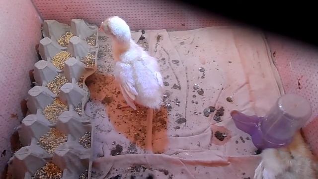 Индюки, от цыплёнка до взрослого смотреть онлайн