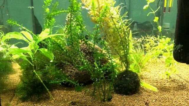 Обзор аквариума-кубика 40 л смотреть онлайн