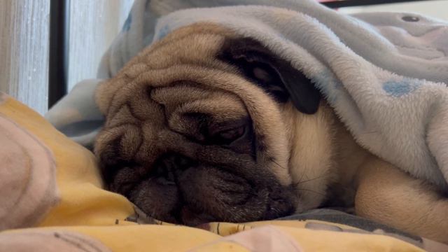 Мопс спит и храпит 😴Вторник мопса🐶 смотреть онлайн