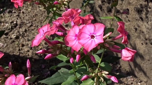 Phlox Paniculata ´Peppermint Twist´