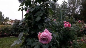 ✿➽ Цветение розы Квиксильвер в сентябре 2023 (часть 2)