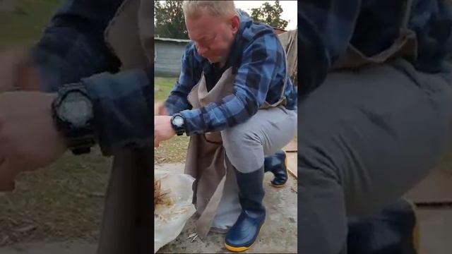 Общипываем первую курицу. Нет яиц будет суп.