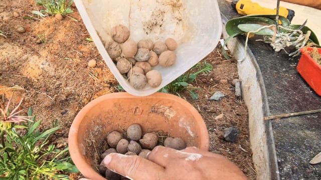 Phalaenopsis desidratado? o motivo pode ser umidade смотреть онлайн