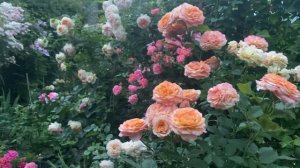 Прогулка по саду!