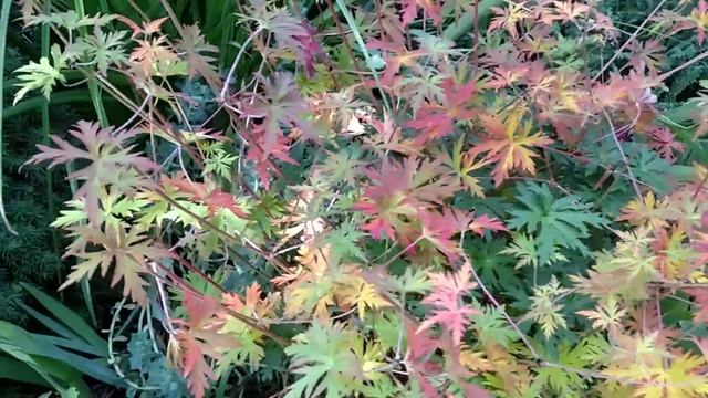 Gorgeous Johnsons Blue Geranium, Fall Colors!! смотреть онлайн