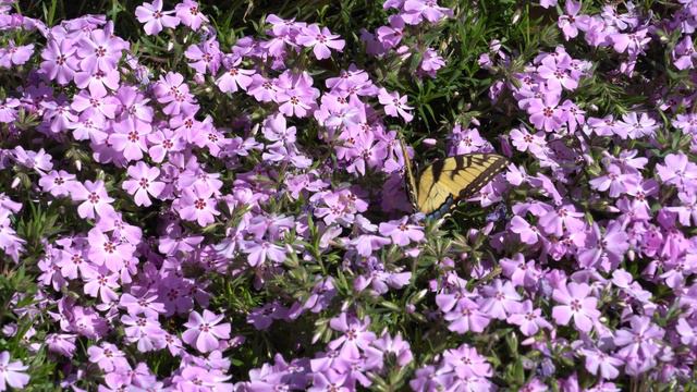 Butterflies Love Phlox - Add it to Your Garden! смотреть онлайн