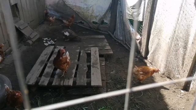 Посадили огурцы. Куры. Кролики. Выходные пролетели. смотреть онлайн