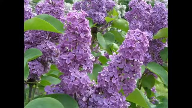 СИРЕНЬ ЧЕРЁМУХА смотреть онлайн