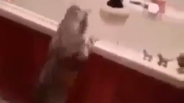 Если в доме нет кота - значит в доме скукота!))) смотреть онлайн