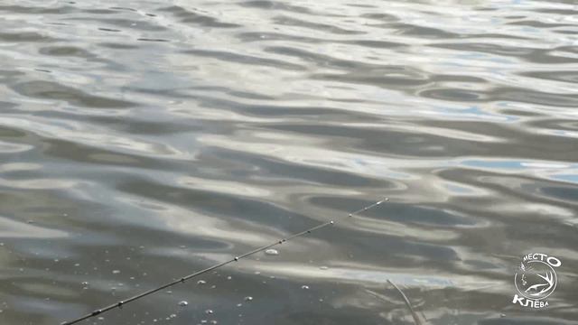 Flagman Mantaray VS Flagman Sherman Pro... кто кого???