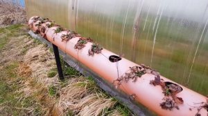 Лучшая грядка для клубники . Клубника в трубе после зимовки !!!