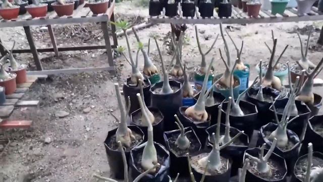 É do Sol que Elas Mais Gostam! смотреть онлайн