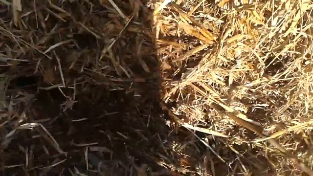 Крым 5 марта, итоги перезимовки винограда смотреть онлайн