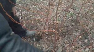 Обрезка голубики 2. Урок от Александра Васильевича